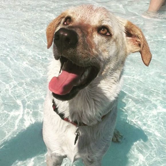 scoutdog93